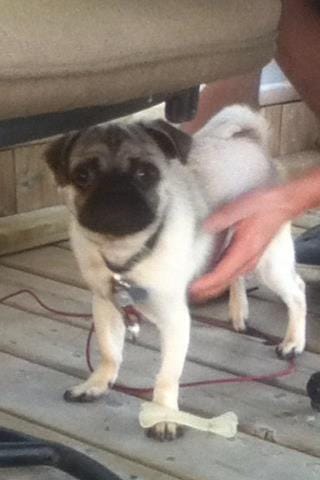 Mon chien est-il un pure race??