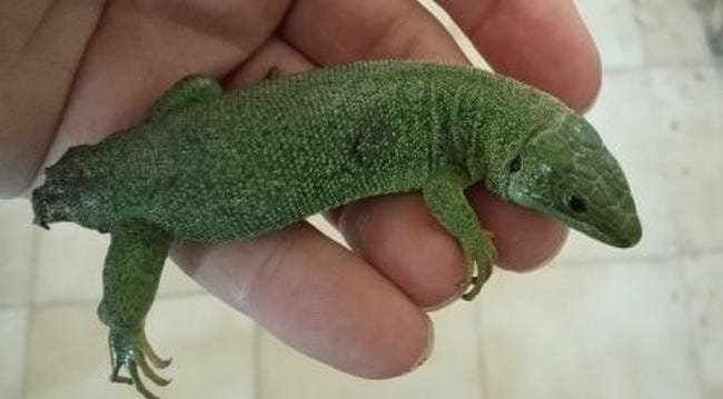 URGENT - Lézard blessé