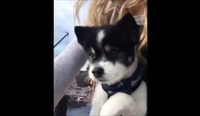 Quelle est la race de ce chien/chiot ?