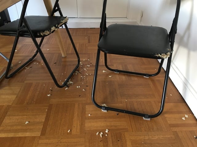 Chat qui mord les meubles
