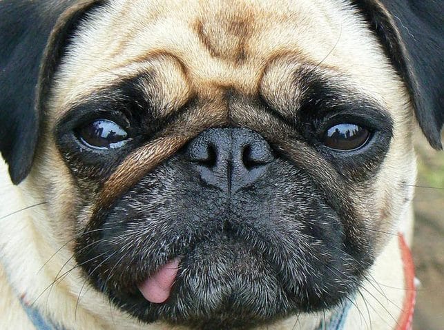Adopter un chiot en travaillant ?