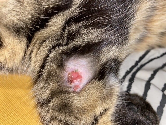 Blessure?? Savez vous ce que c’est?