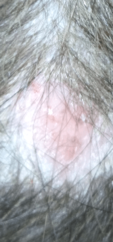 Mon chat perte ses poils et on vous sa chère, qu'à t'elle ?