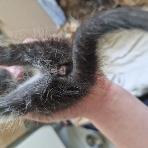 Quels est le sexe de mes chatons?