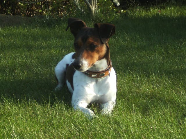 accouplement jack russel male Lof
