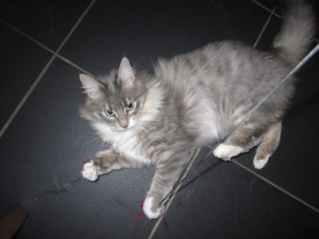 Alerte : Chatte perdue en Seine et Marne