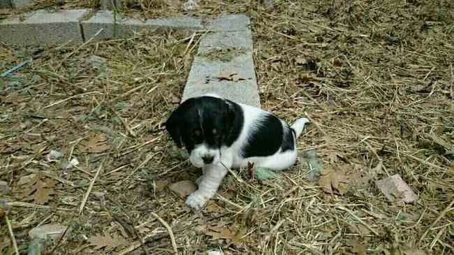 Quelle nom donner à mon chiot ?