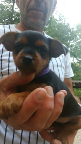 future chiot croisée aidez moi.