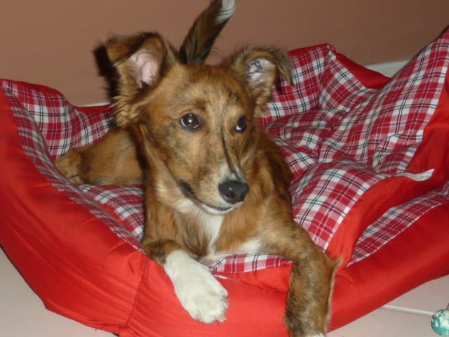 TIMON sur poils a gratter