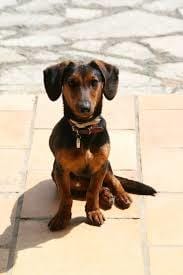 Mon chien peut t'il s'entendre avec mon cochon d'inde ?