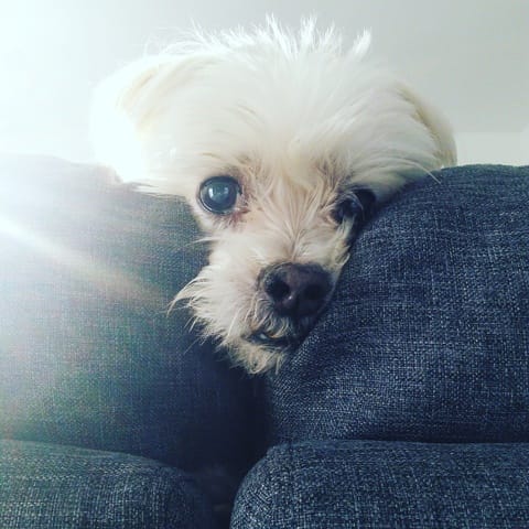 Sognare il proprio cane che non c'è più?