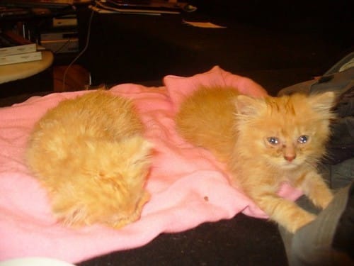 Recherche famille sérieuse et aimante pour chatons trouvés dans une poubelle
