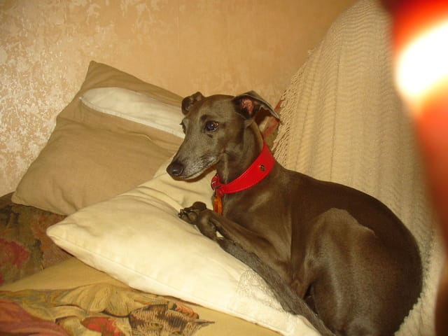 Nouvelle recrue à la maison ^^