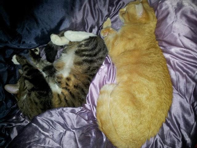 Des nouvelles de mes amours