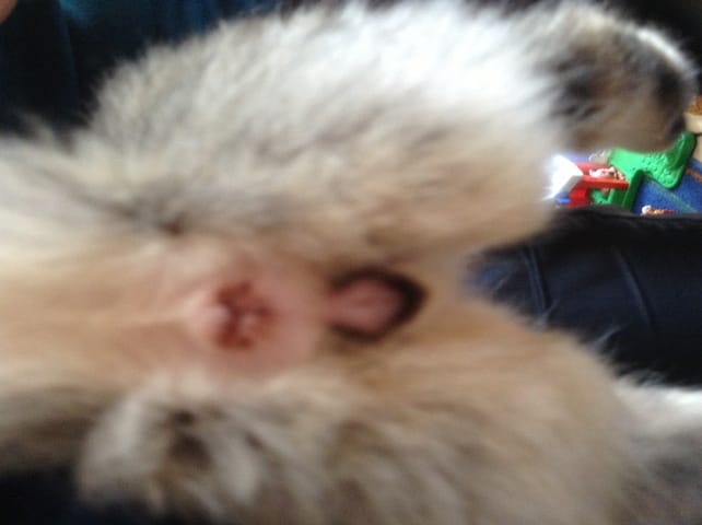 Comment Sexer mon chat ?