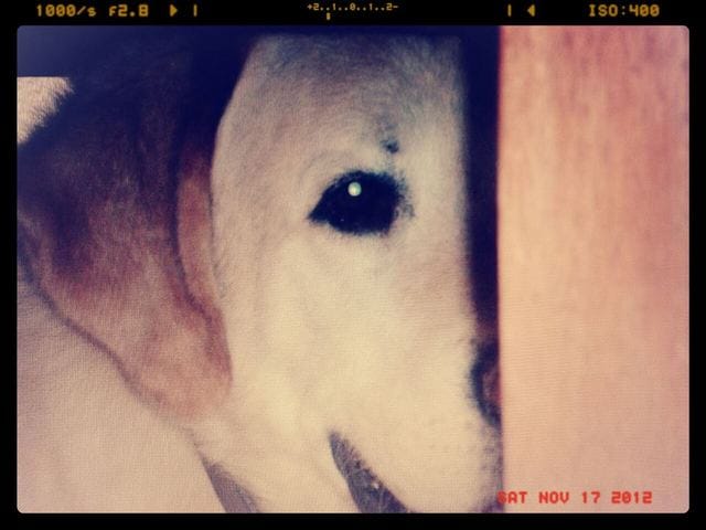 Aux chiens qui sont partis... 