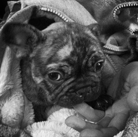 Le Bouledogue Français, Juste Pour En Parler ! 