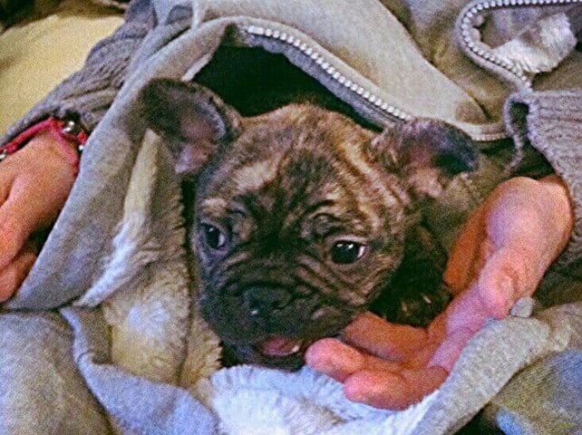 Besoin d'aide pour bien éduquer mon chiot ! 