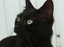 Photos de nos poilus, les noirs à l'honneur ;)