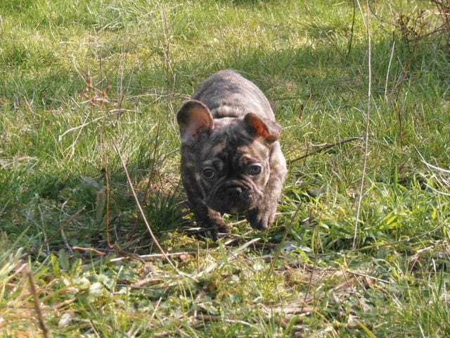 Bouledogue Français :) (organisation d'une grande promenade !) 