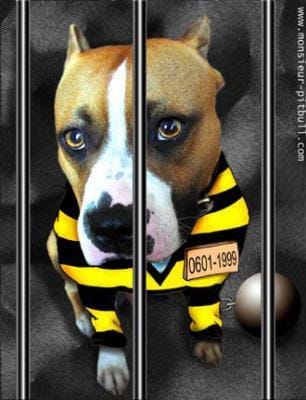 Ces pauvres molosses...