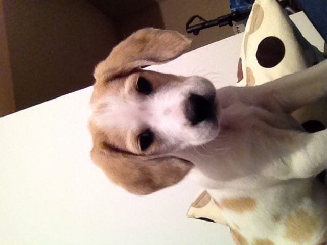 De quelle race est mon chiot?!