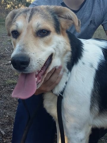 Chien croisé à adopter a la SPA