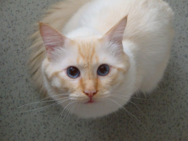 Cherche Fiancée Birman pour saillie