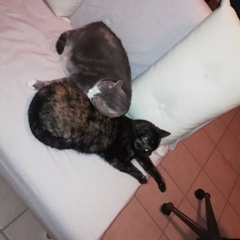 comment traiter le parasite de la cheylétiellose ?