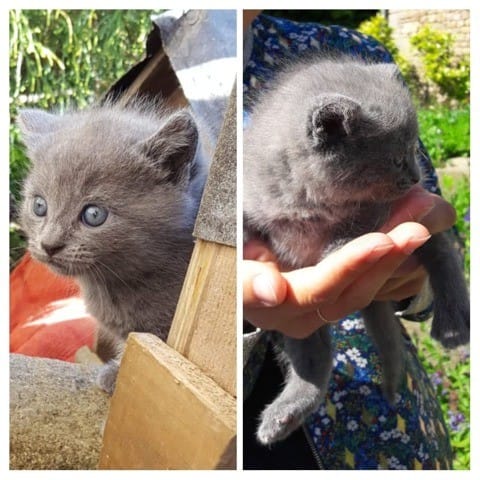 Quels poils aura ce petit chaton?