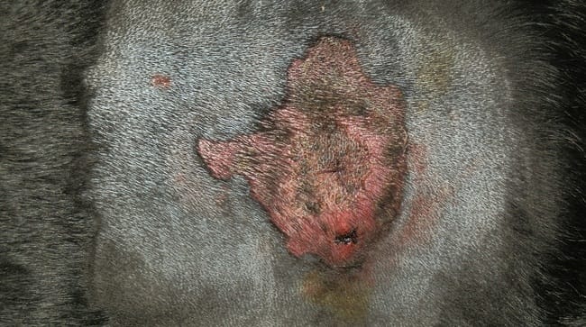 Plaie qui empire à chaque fois