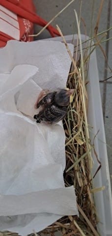 Question pour un jeune oiseau