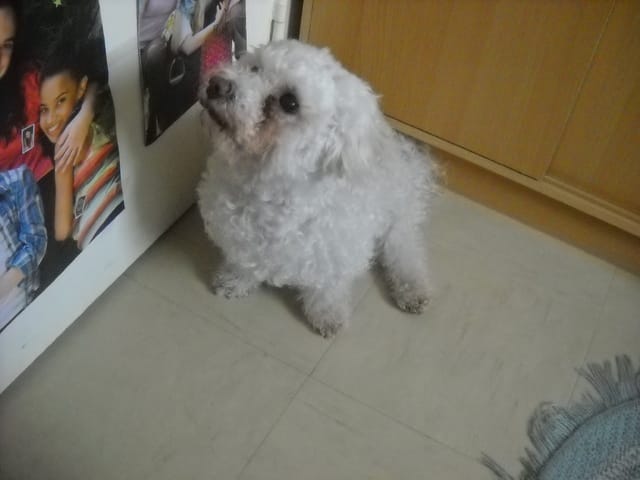 mon chien sait se faire comprendre