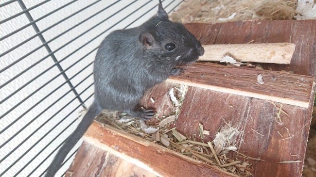 Poils gerbille