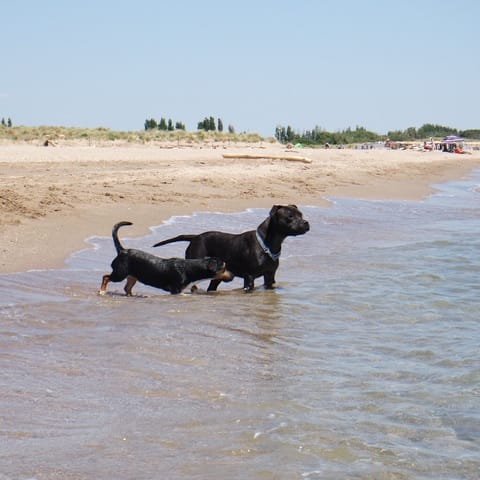 Lieu de vacance idéal pour y aller avec son ou ses chiens !