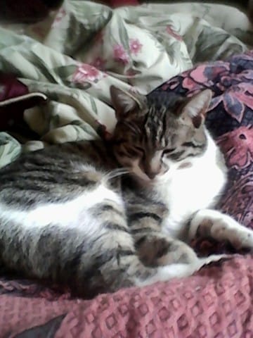 Quelle est la race de mon chat Titanium ?