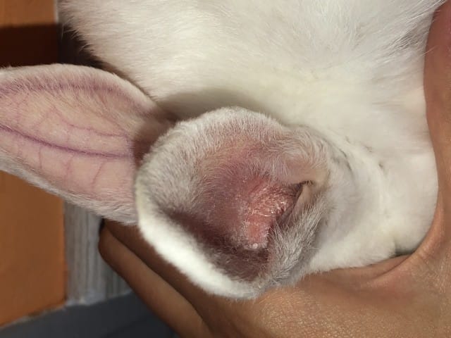 Mon lapin a une boule dans l’oreille