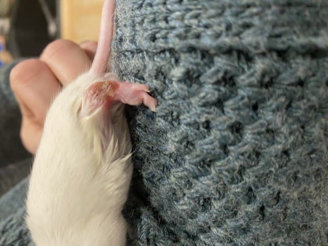 Ma souris semble blessée à la patte