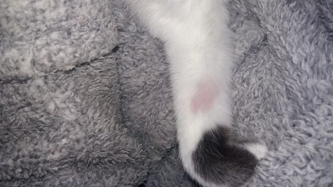 Ma chatte perd beau coup de poils , que faire ?