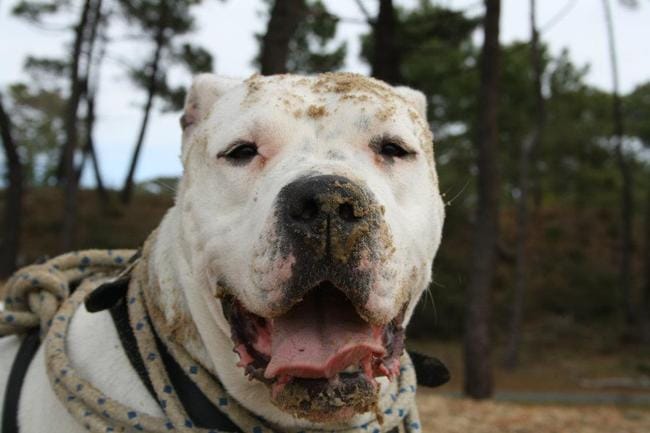 Dogue Argentin 
