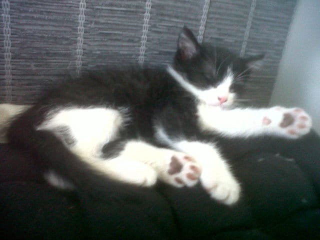 De quelle race est mon chat ?