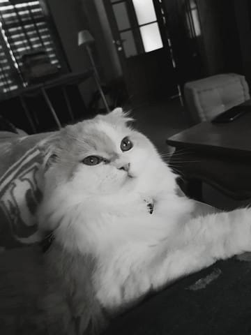 Implant pour éviter la stérilisation