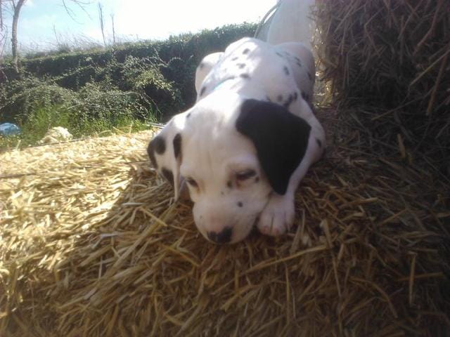 Nourrir mon chiot