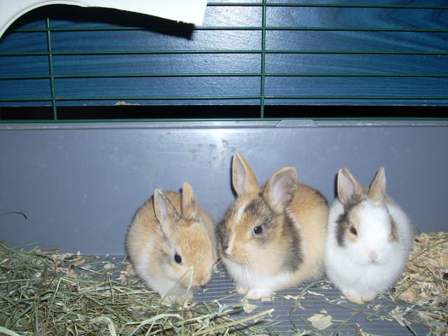 Un nom pour mes bébés lapins, une idée ?