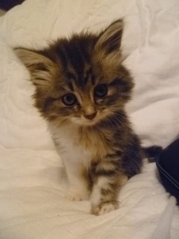 Chaton trouvé