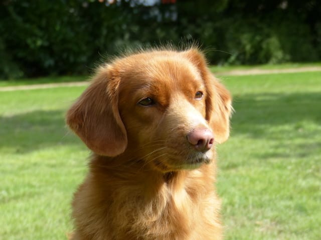 Présentation Nova Scotia Retriever