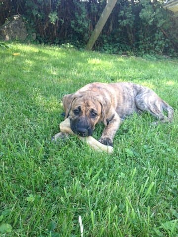 Besoin de votre avis sur la race de mon chien...