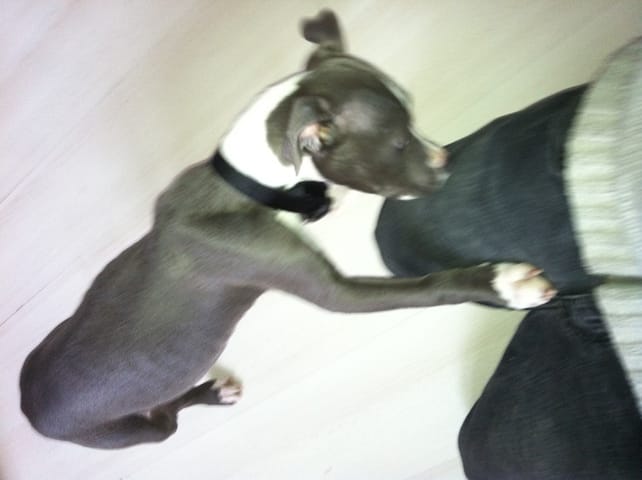 ma chienne est toute mince