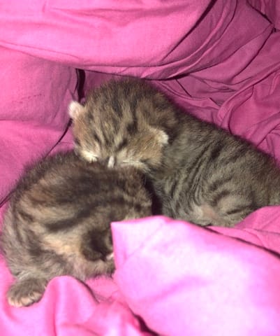 Comment nourrir un chaton de -1 semaine