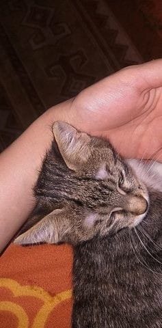 Haarausfall an den Augen